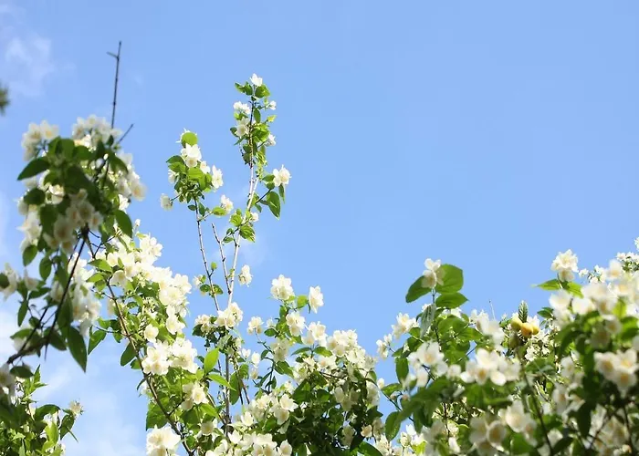 Roza - A Charming Oasis In The Centre Of