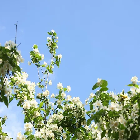 A Charming Oasis In The Center