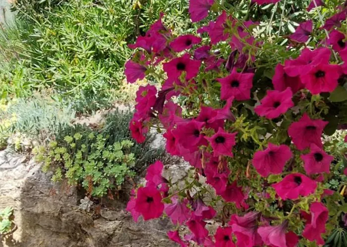 Roza - A Charming Oasis In The Centre Of Daire *